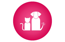 Clínica De Mascotas